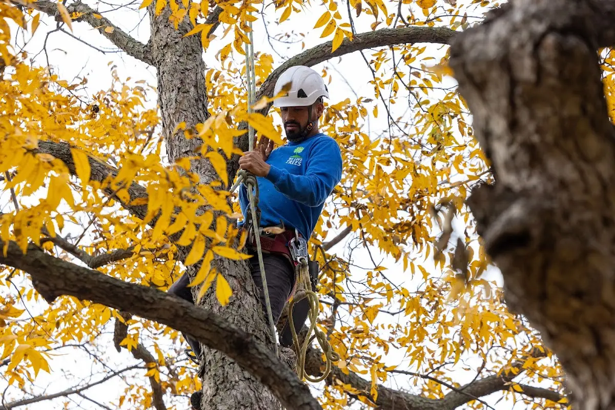 Skilled Dead Tree Removal crew working in Farwell